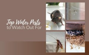 Pest control Honeydew
Fumigation Honeydew
Honeydew pest removal
Termite control Honeydew
Rodent control Honeydew
Bed bug treatment Honeydew
Eco-friendly pest control
Affordable fumigation services
Residential pest control
Commercial pest control